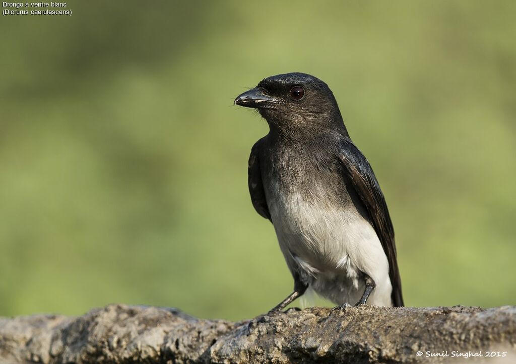 White-bellied Drongoadult, identification, Behaviour