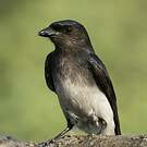 Drongo à ventre blanc