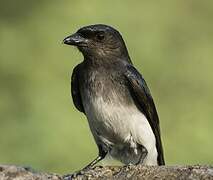 White-bellied Drongo