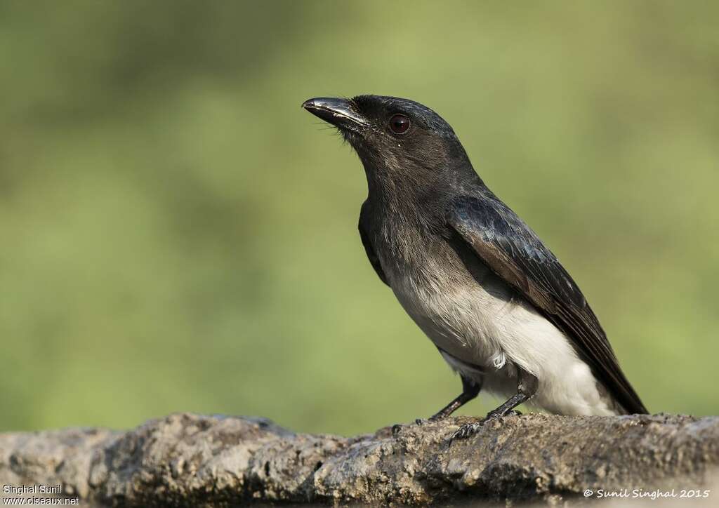 Drongo à ventre blancadulte, composition, Comportement