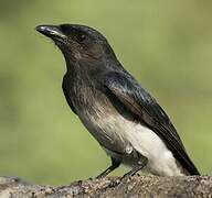 White-bellied Drongo