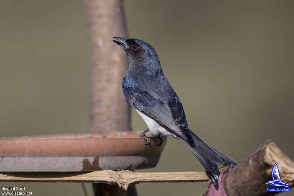 Drongo à ventre blancadulte, identification, boit, Comportement