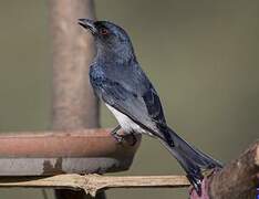 Drongo à ventre blanc