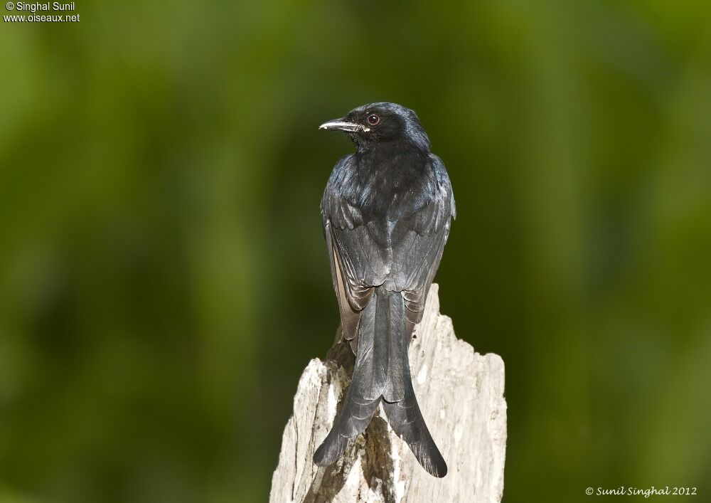 Black Drongoadult, identification