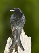 Drongo royal