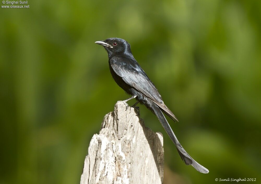 Drongo royaladulte, identification