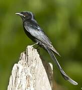 Black Drongo