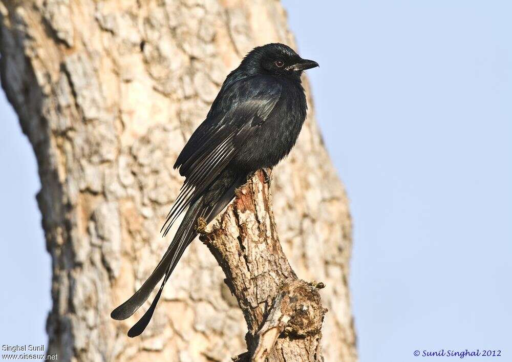 Drongo royaladulte, identification