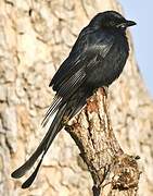 Black Drongo