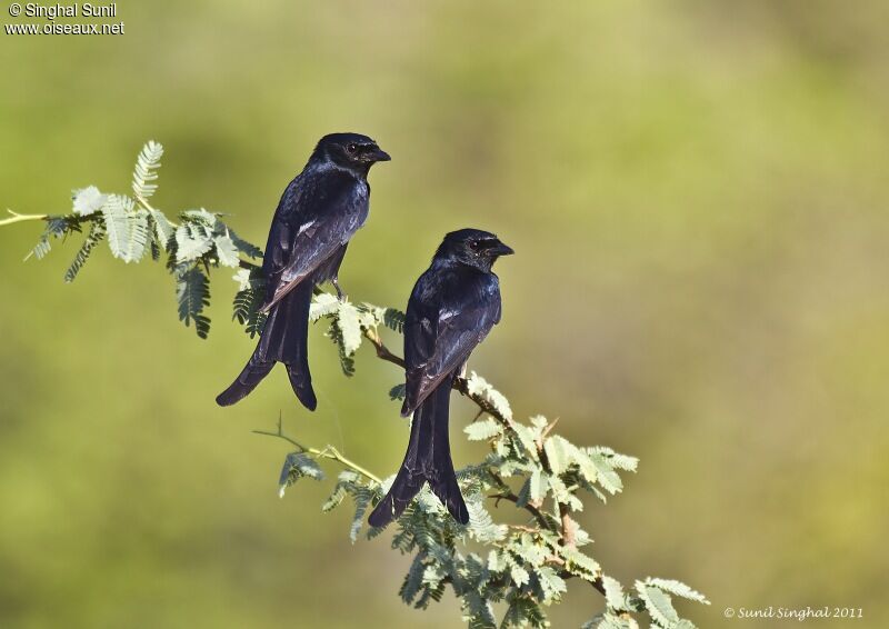 Black Drongo adult, identification