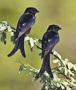 Black Drongo