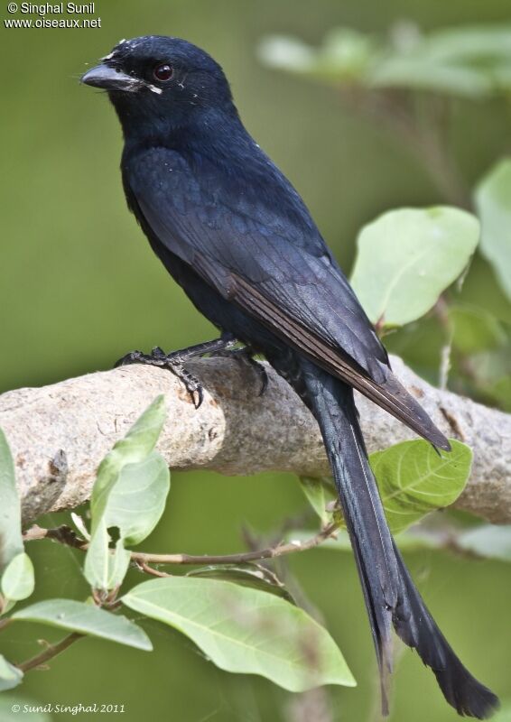 Drongo royaladulte, identification