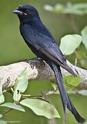 Black Drongo