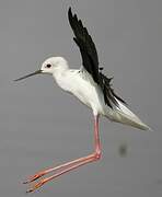 Black-winged Stilt