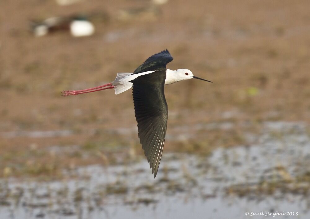 Black-winged Stilt