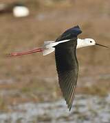 Black-winged Stilt