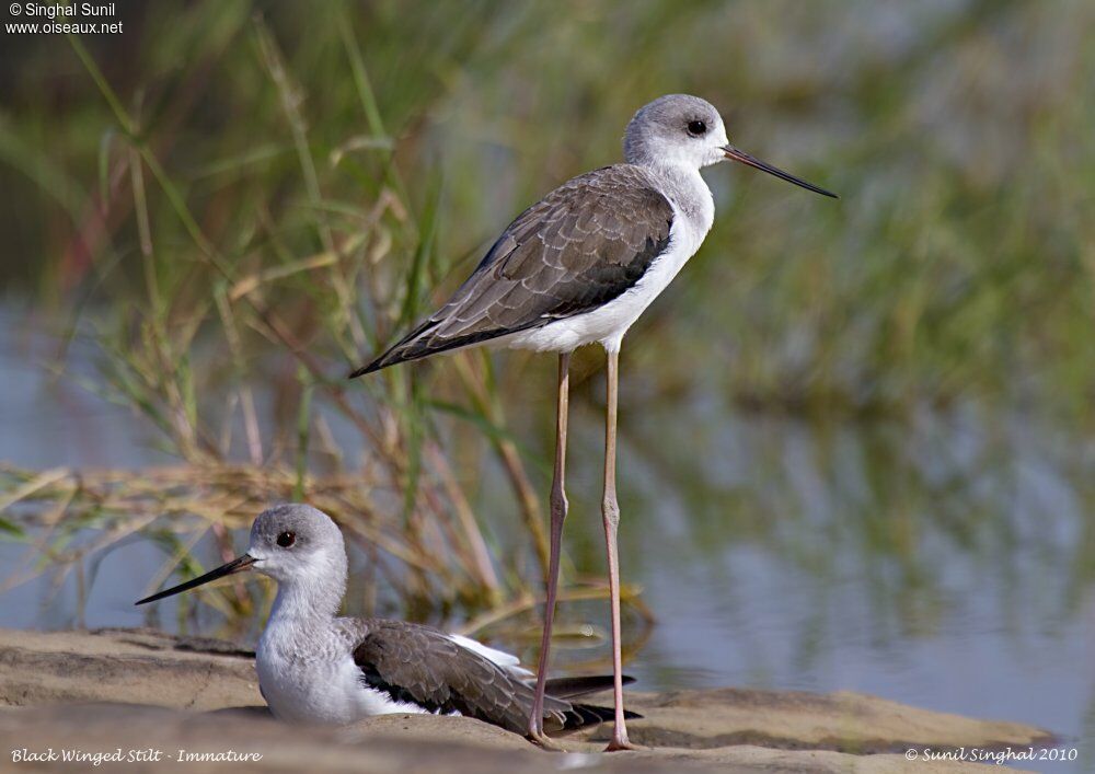 Black-winged Stiltimmature, identification