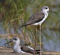 Black-winged Stilt