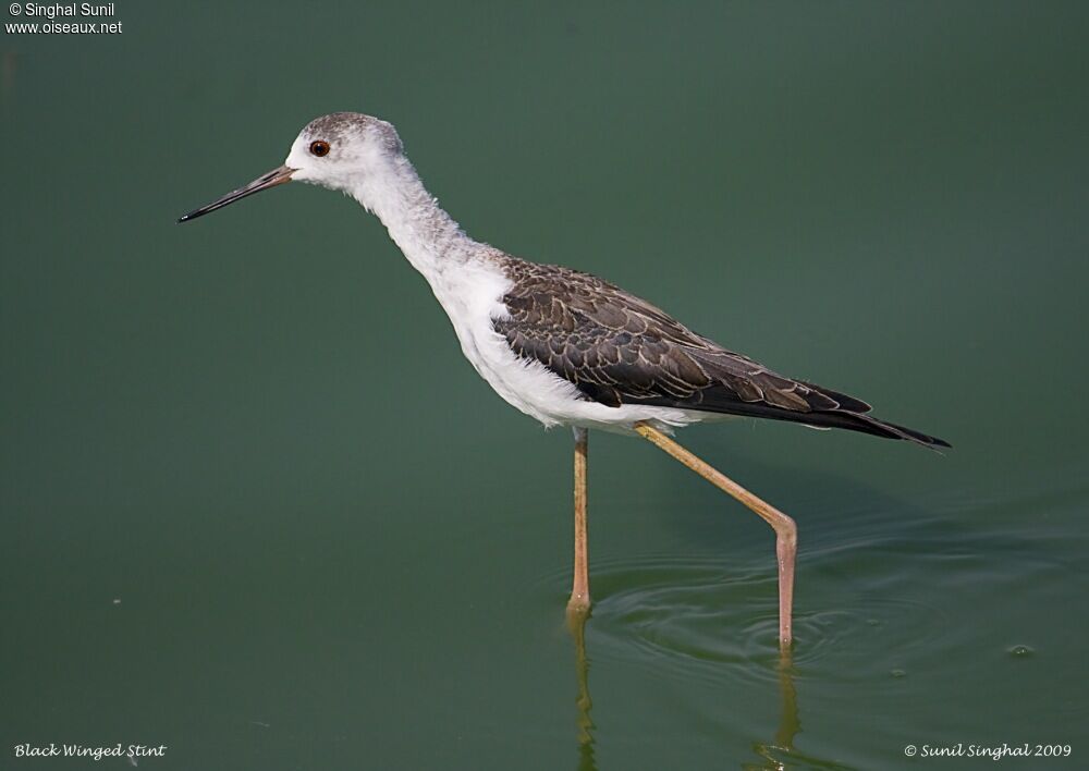 Black-winged Stilt, identification