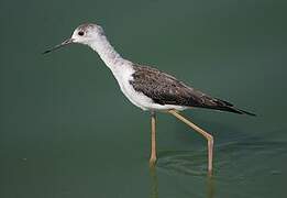 Black-winged Stilt