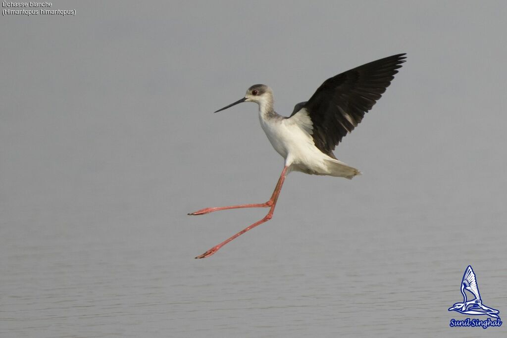 Échasse blanche