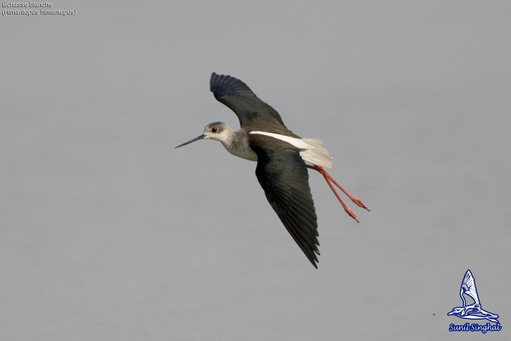 Échasse blanche