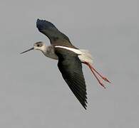 Black-winged Stilt