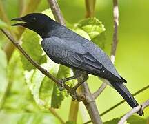 Black-headed Cuckooshrike