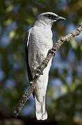 Large Cuckooshrike