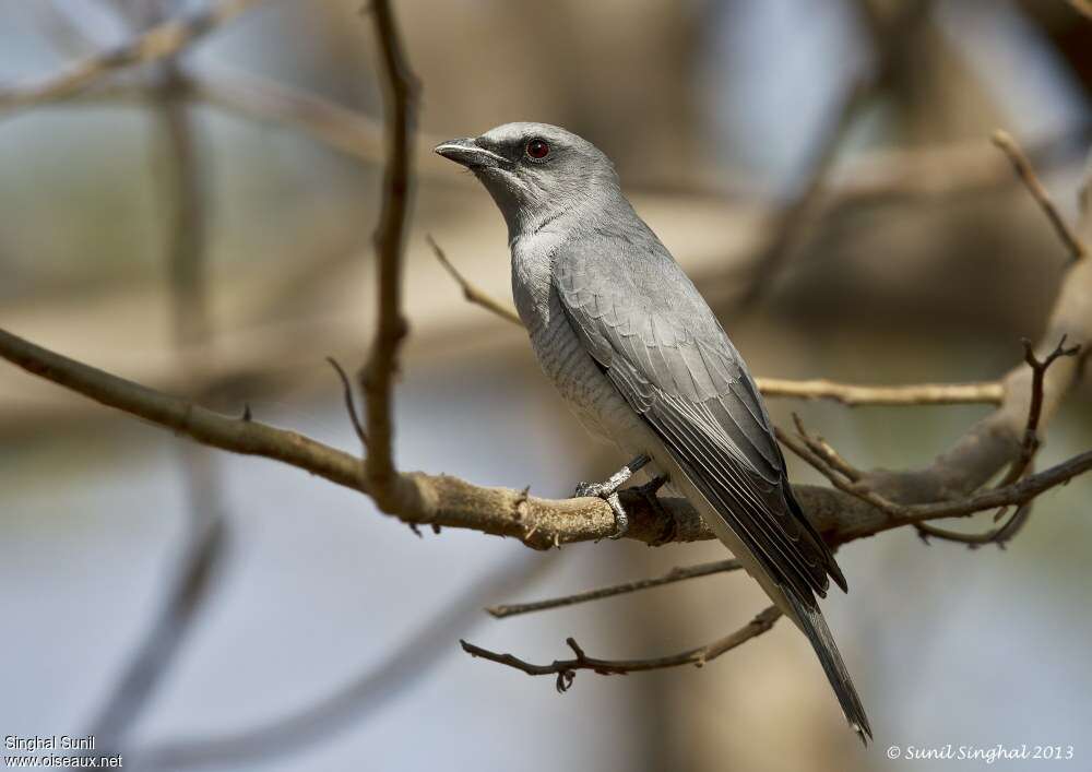 Large Cuckooshrike, identification