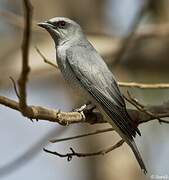 Large Cuckooshrike