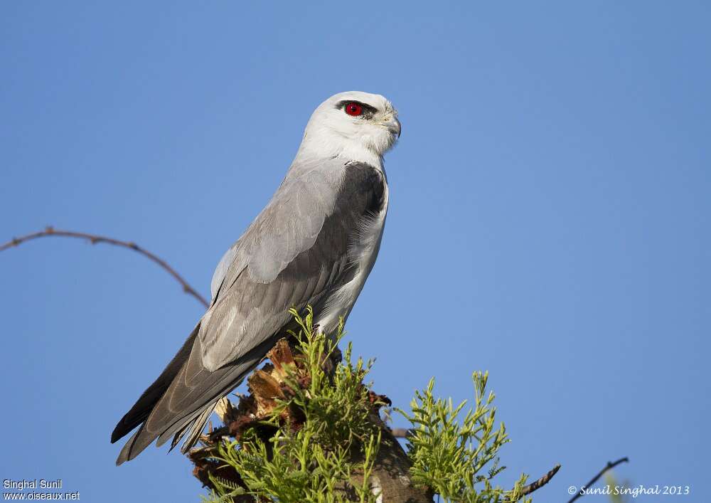 Black-winged Kiteadult, identification