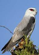 Black-winged Kite