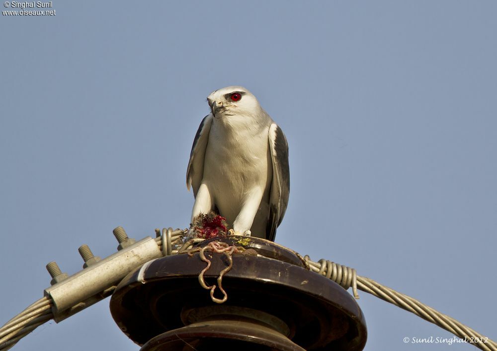 Black-winged Kiteadult, Behaviour