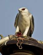 Black-winged Kite