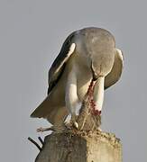 Black-winged Kite