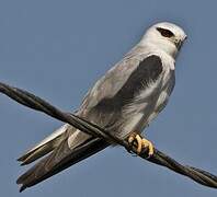 Black-winged Kite