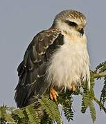 Black-winged Kite