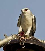 Black-winged Kite