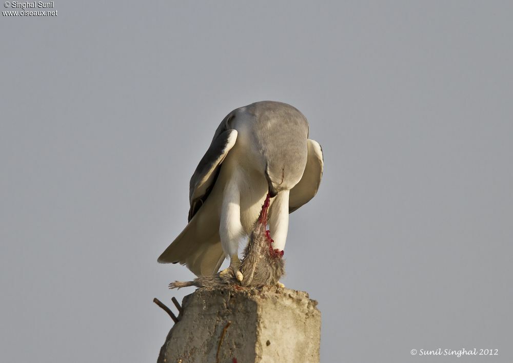 Black-winged Kiteadult, feeding habits, eats, Behaviour