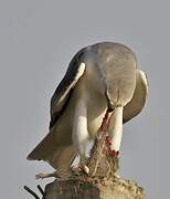 Black-winged Kite