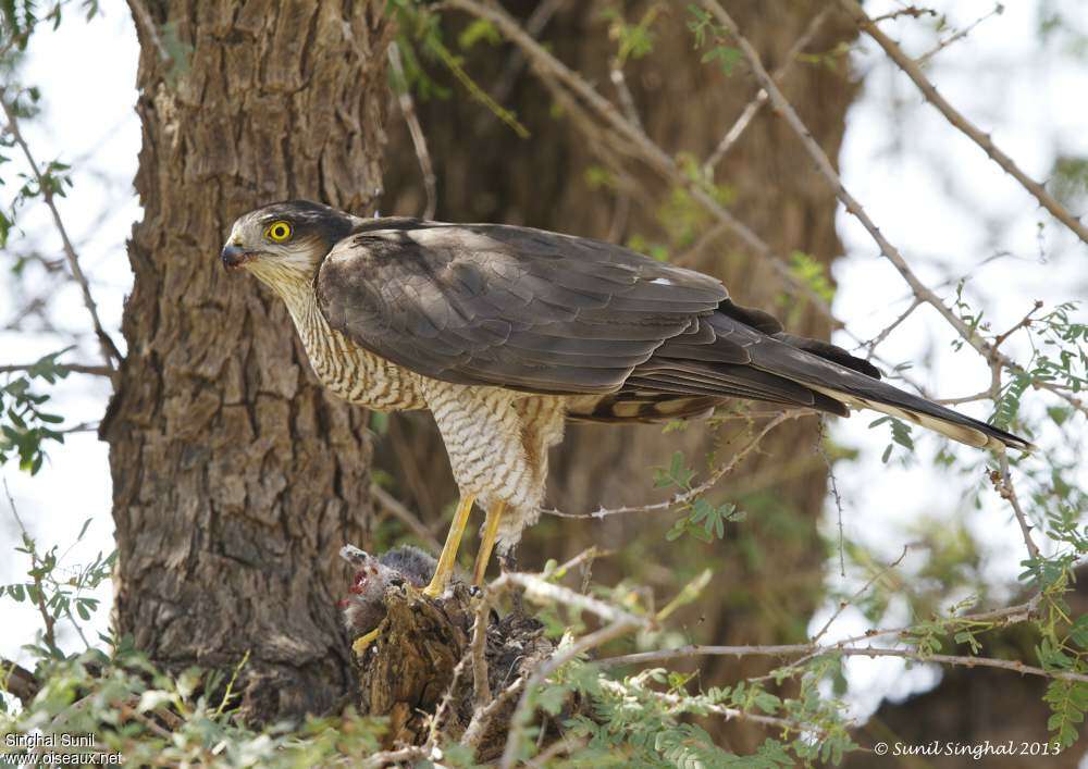 Eurasian Sparrowhawk female adult, identification, Reproduction-nesting