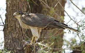 Eurasian Sparrowhawk