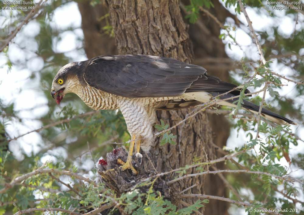 Eurasian Sparrowhawk