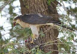 Eurasian Sparrowhawk