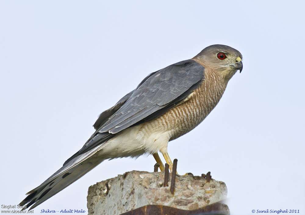 Shikra male adult, identification