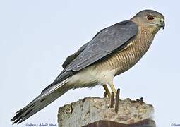 Shikra