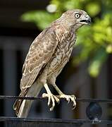 Shikra