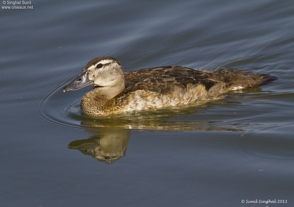 White-headed Duck female adult, identification