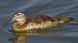 White-headed Duck